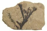 Conifer Needle (Sequoia) Fossil - McAbee, BC #262212-1